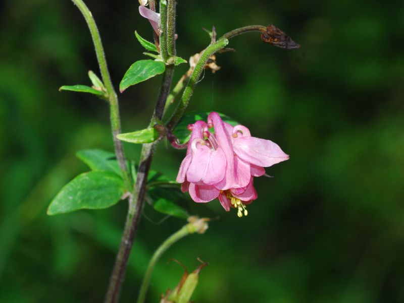 Mi ricorda un''Aquilegia ...e lo  !